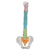 Didactic Flexible Spine Model A58/8